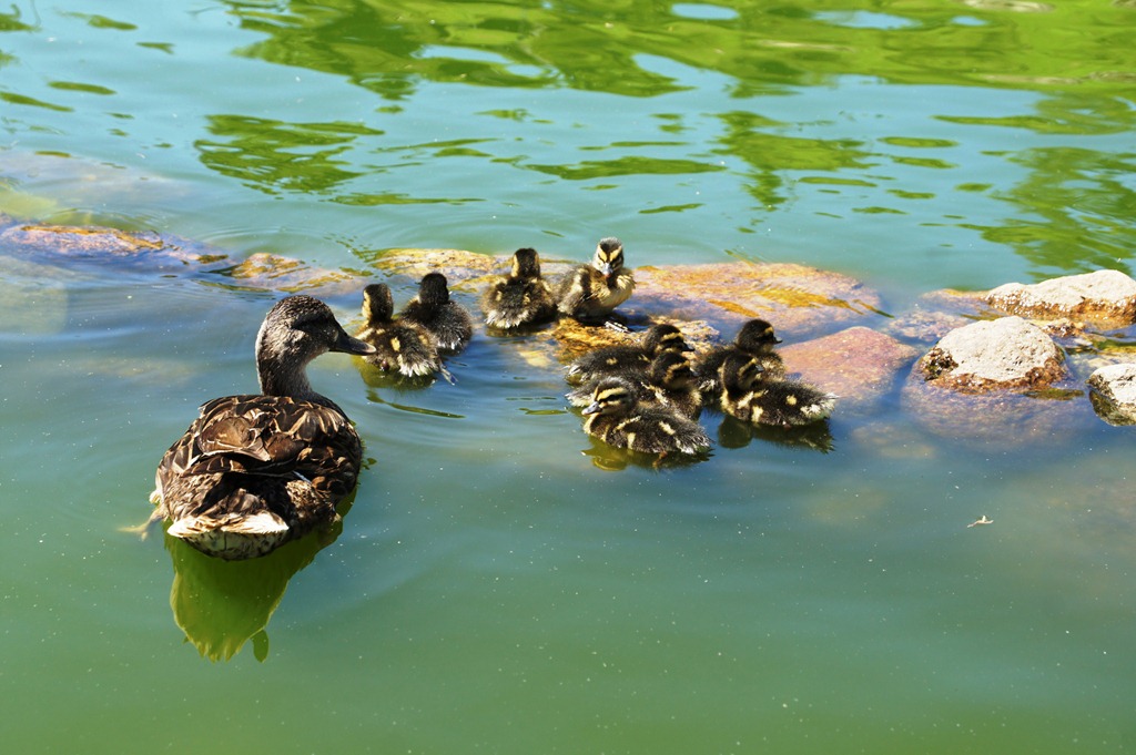 [Gl%25C3%25B3ria%2520Ishizaka%2520-%2520Covilh%25C3%25A3%2520-%2520Jardim%2520do%2520Lago%2520-%2520os%2520patinhos%255B4%255D.jpg]