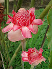Local flower in bloom