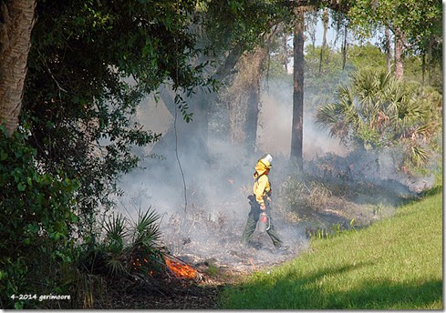 Myakka River SP fire 008 Myakka River SP fire 008