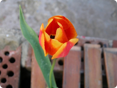 Tulipano_rosso_giallo Tulipano_rosso_giallo
