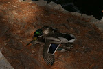IMG_9799.JPG
