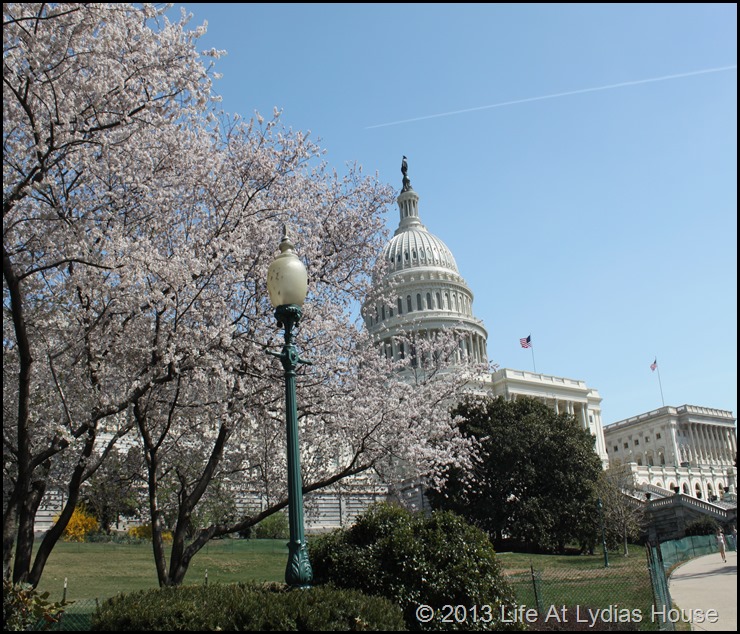 cherry blossoms 2