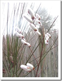 3.21.2012 Early signs of spring pussywillows1