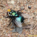 Snail Parasitic Blowfly