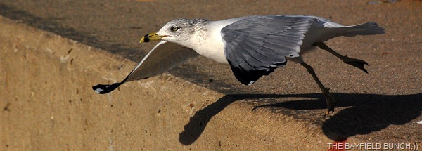 DSC_4721 DSC_4721