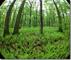 Sue Reno, Boyd Big Tree Preserve, Ferns SueReno_BoydBigTreePreserve_Ferns
