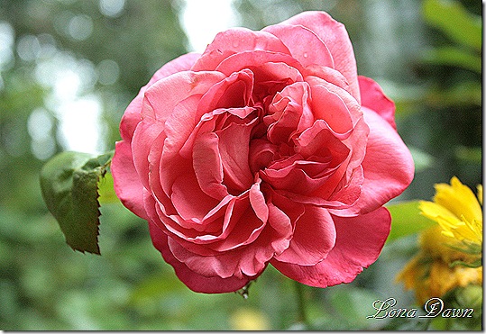 Flamingo_Rose