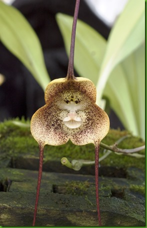Species from Colombia<br /><br />Grown by Hanging Gardens Species from Colombia<br /><br />Grown by Hanging Gardens