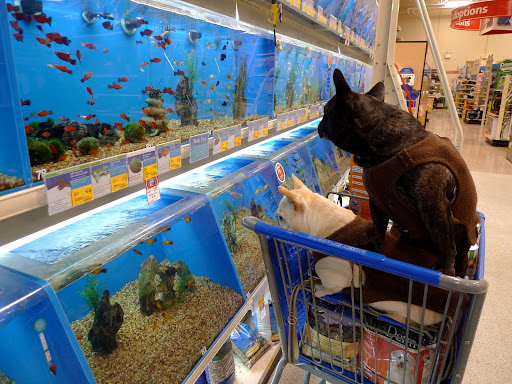 Sharkey, maybe we should start an aquarium.  I really like watching all these pretty fish.  It would really drive the cats nuts!  They already salivate, staring at the bird cage for hours!