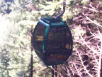 california_sequoia