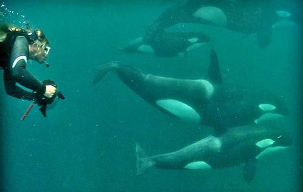 [swimming%2520with%2520orcas%252001%255B4%255D.jpg]