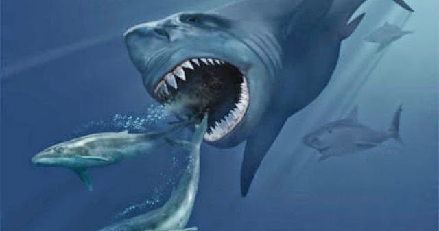 Misteri Nel Mondo Ufficiali Il Megalodonte Vive Ancora Nelle 