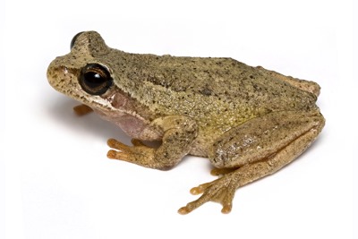[Brown_Tree_Frog_2%255B3%255D.jpg]