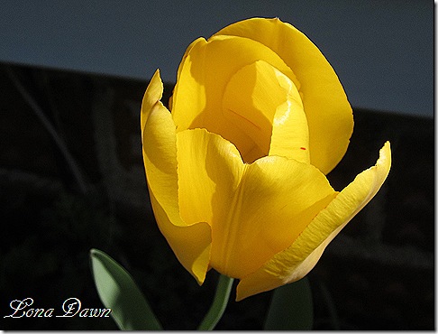 Tulip_Yellow_Perennial