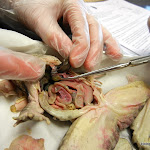 frog_gall_bladder.JPG