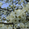dmg_DSC02640.jpg