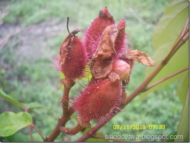 fruto do urucum fruto do urucum