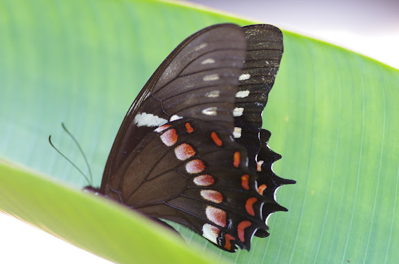 Papilio menatius cleotas GRAY, 1832. Sertao de Barra do Una (Sao Sebastiao, SP). 14 février 2012. Photo : J.-M. Gayman