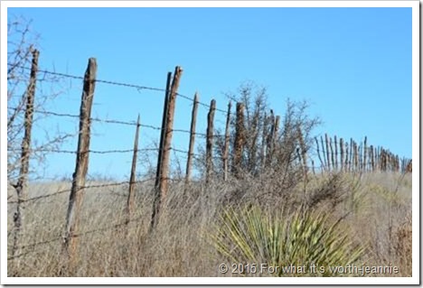 Texas fence row Texas fence row