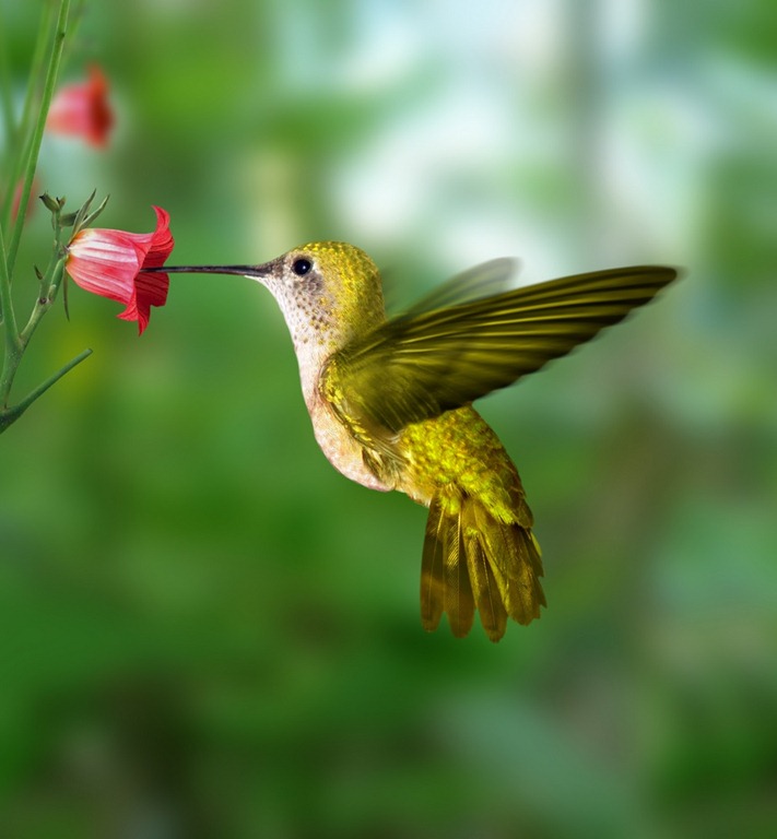 [colibri-de-oro%255B2%255D.jpg]