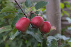 Then, in March, temperatures rose into the 80s and apple trees blossomed and formed little apples.  Then, in April, temperatures plummeted below freezing and all that fruit was ruined.