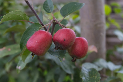 Then, in March, temperatures rose into the 80s and apple trees blossomed and formed little apples. Then, in April, temperatures plummeted below freezing and all that fruit was ruined. Then, in March, temperatures rose into the 80s and apple trees blossomed and formed little apples. Then, in April, temperatures plummeted below freezing and all that fruit was ruined.