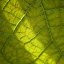 Transparence