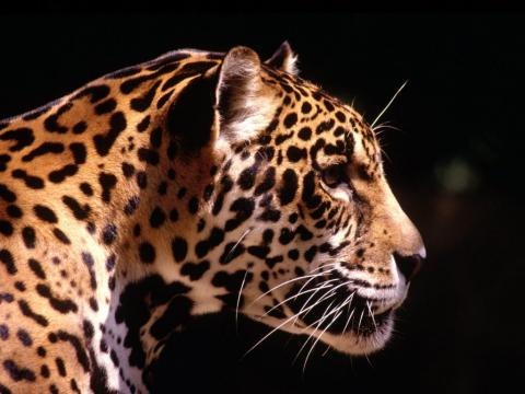 [adult_leopard-480x360%255B3%255D.jpg]