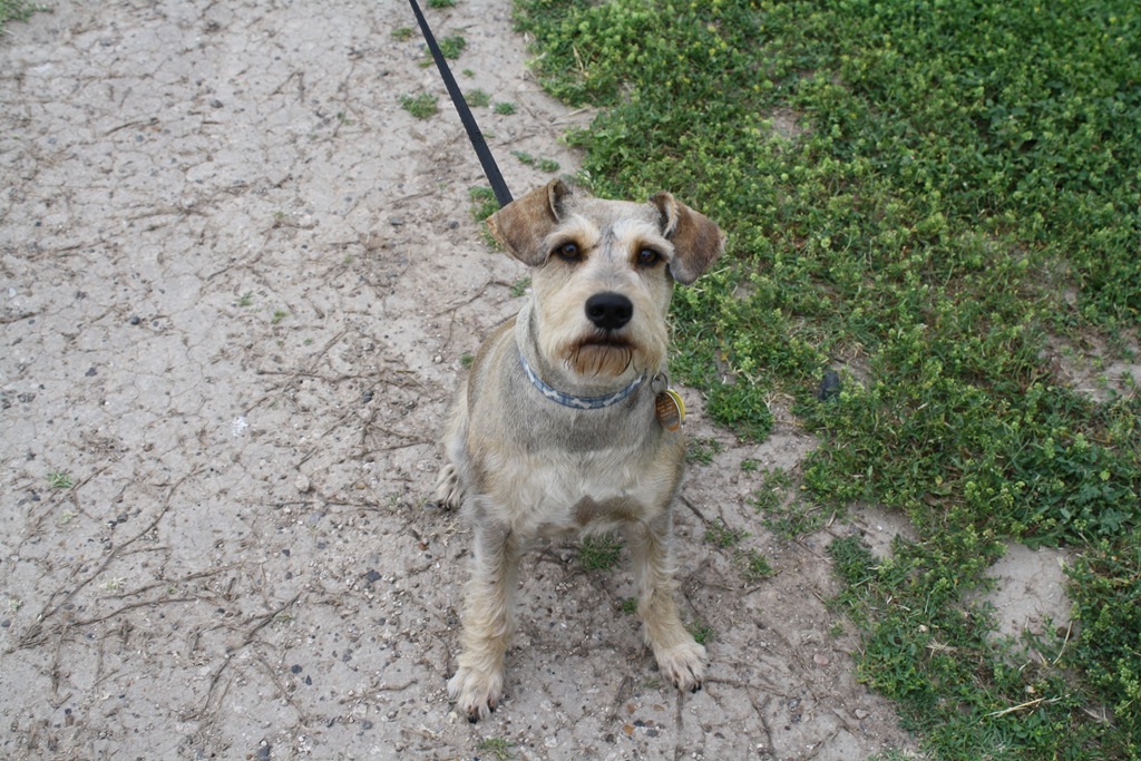 [dogs%2520and%2520such%2520034%255B4%255D.jpg]