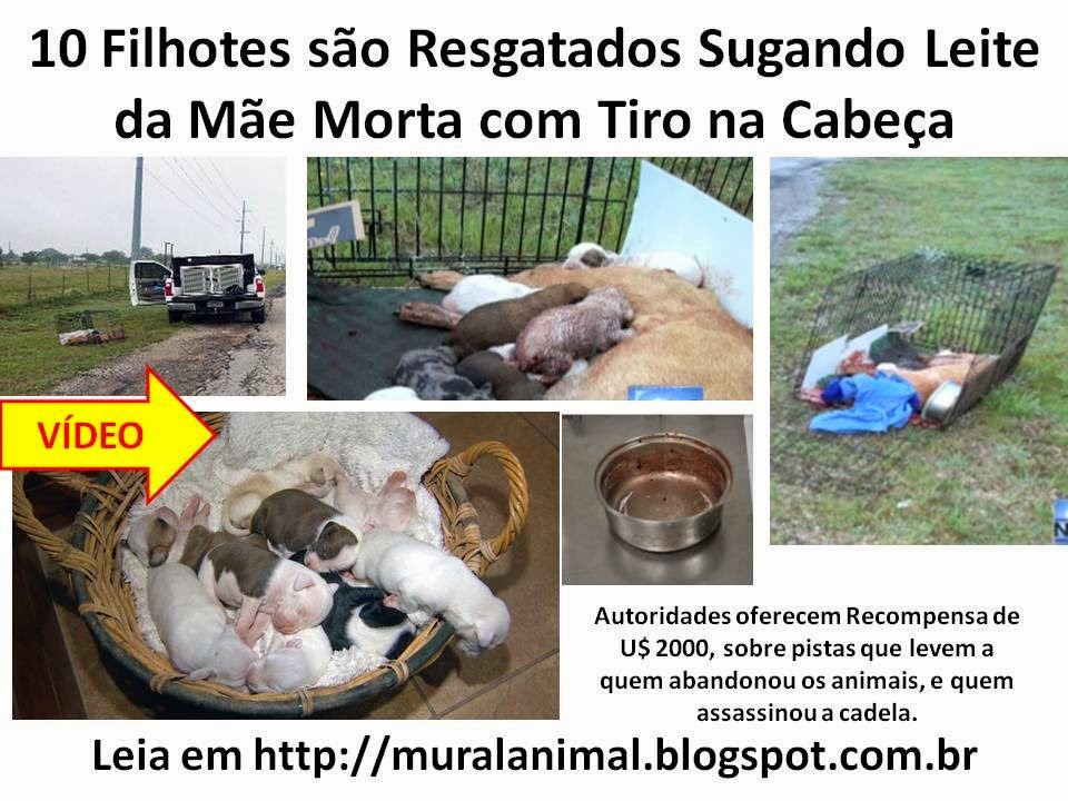 [10%2520Filhotes%2520s%25C3%25A3o%2520Resgatados%2520Sugando%2520Leite%2520da%2520M%25C3%25A3e%255B3%255D.jpg]