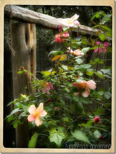 Mutabilis 2 Mutabilis 2