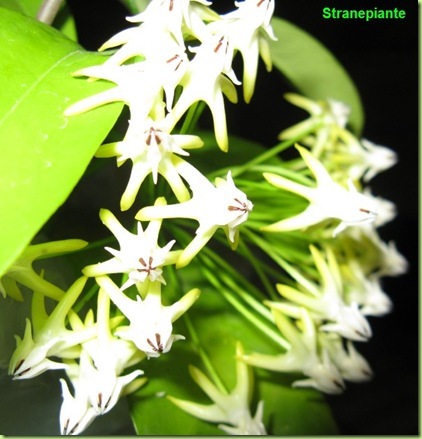 Hoya multiflora thailandia Hoya multiflora thailandia