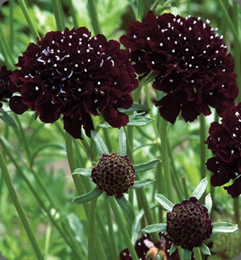 scabiosa johnnys seeds1724_1_