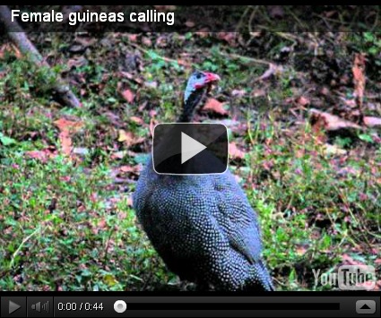Guinea Fowl Female