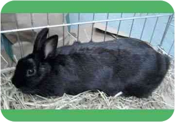 Bunnies quickly recognize their own names and are vegetarian, so even more animals are spared by way of their plant-based diet! Elegant and gentle Ms Onyx, above, was found outdoors, so it’s no wonder she’s rather shy. She needs a protective, loving home where she can feel safe. It will be a joy for the right adopter to watch her come out of her shell and enjoy her new environment. Bunnies quickly recognize their own names and are vegetarian, so even more animals are spared by way of their plant-based diet! Elegant and gentle Ms Onyx, above, was found outdoors, so it’s no wonder she’s rather shy. She needs a protective, loving home where she can feel safe. It will be a joy for the right adopter to watch her come out of her shell and enjoy her new environment.