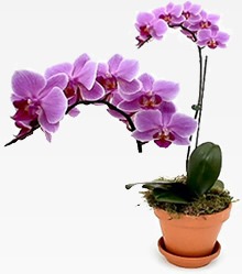 [orquideas1%255B12%255D.jpg]