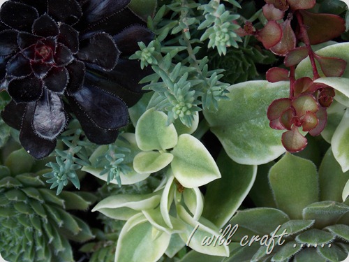 I will craft - framed succulents (7)