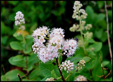 14 - beautiful wildflowers