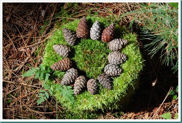 Pinecone Cake 3