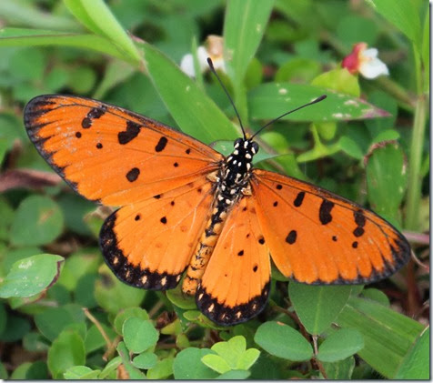 tawny coster tawny coster
