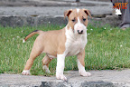 Karmacoma Suntoucher 7 weeks