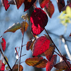 20101003-jesien w krakowie-26-4.jpg