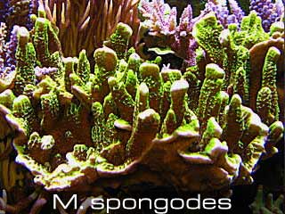 Montipora Spongodes