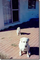 Baby Sullivan and Gilbert sitting