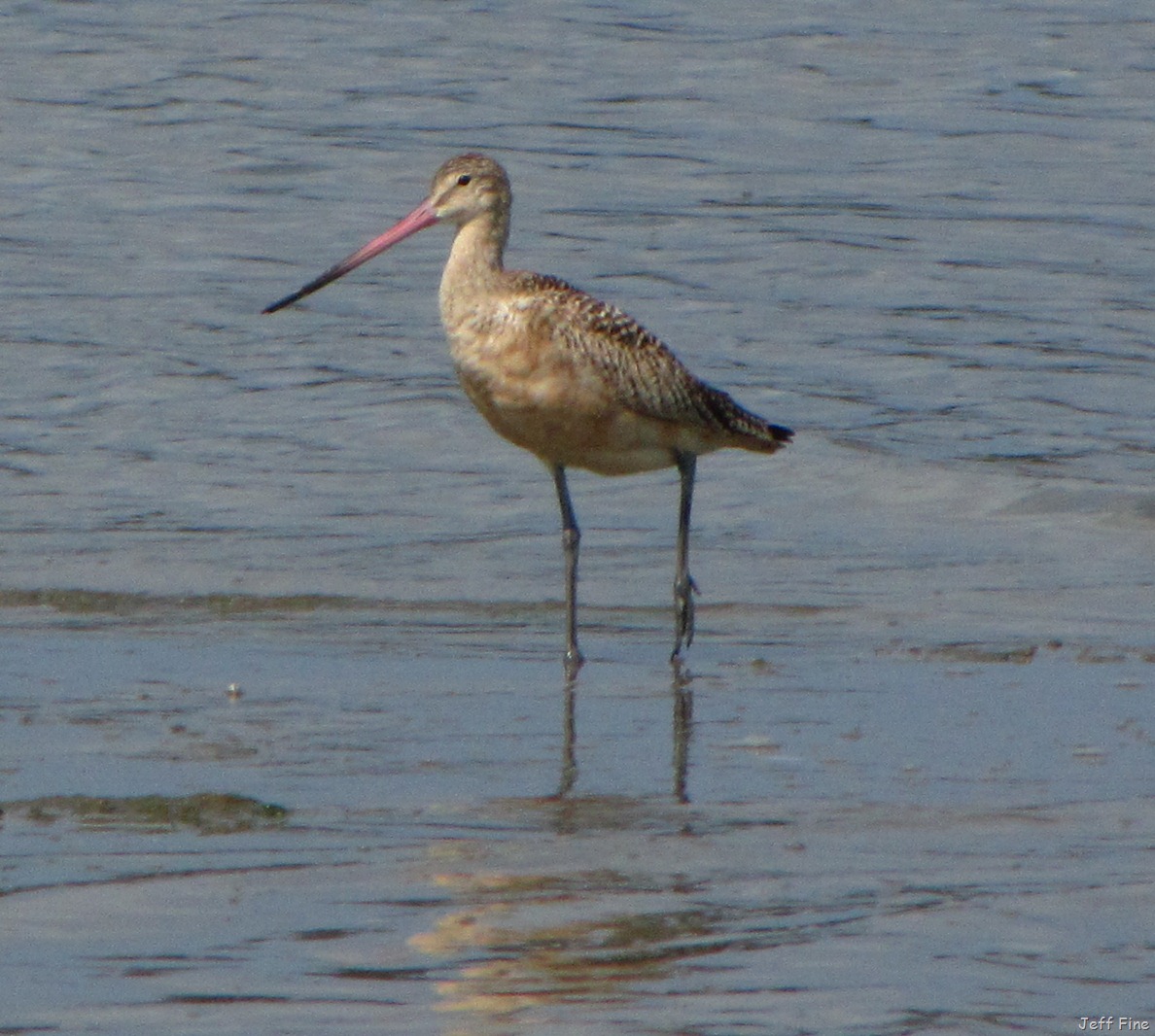 [Birding%2520Clamming_036%255B3%255D.jpg]