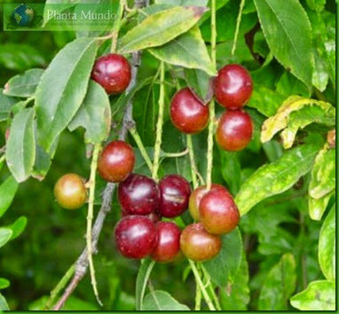capulincherry capulincherry