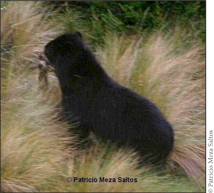 http://lh3.ggpht.com/-cmYKyMqRoM8/T0l-XRewo0I/AAAAAAAAGa4/MK3_DsNfxA8/s800/Andean%2520bear%2520catches%2520a%2520rab%20bit.jpg