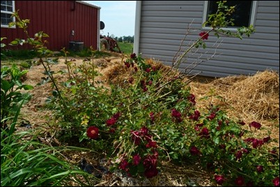 red rose bush