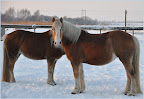 Haflingers in de sneeuw (Dr&eacute; Prijs)