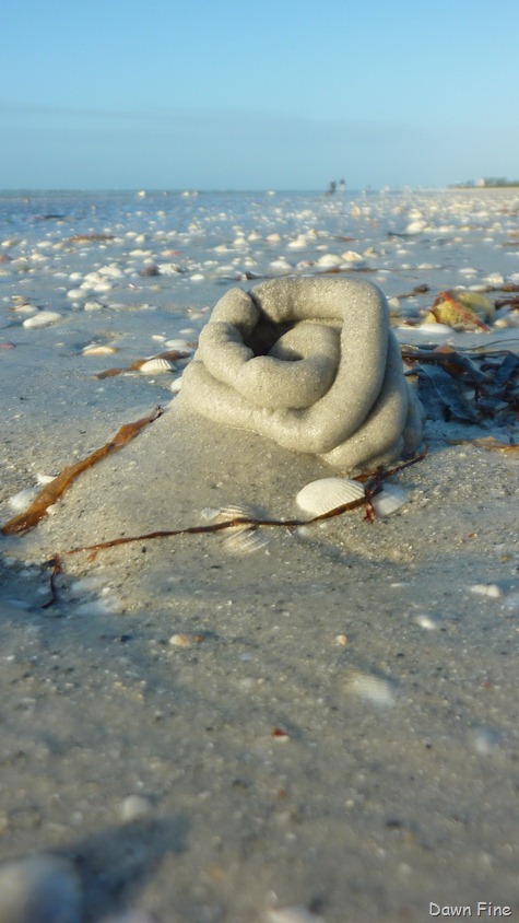 [morning-sanibel_0973.jpg]